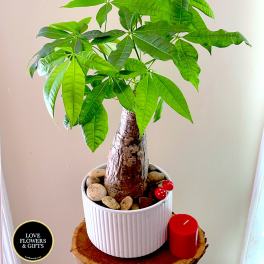 Potted money tree plant in a white ceramic pot with pebbles and a red candle beside it