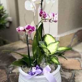 Potted display of white and purple orchids with a variegated green plant in a white bowl-shaped pot with ribbons.