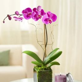 Pink orchid in a square glass planter beside a lit candle