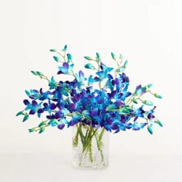 Ocean Breeze Orchids