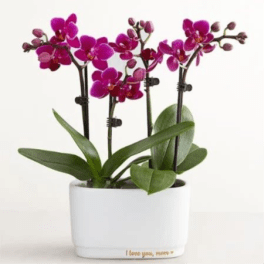 Mom Mini Orchid
