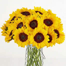 Countryside Sunflowers Flower