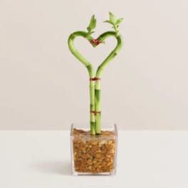 Sweetheart Bamboo