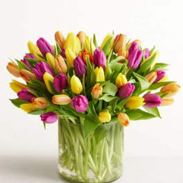 Spring Assorted Tulip