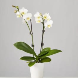 Two Stem Phalaenopsis White Orchid