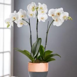 Serenity Orchid Planet