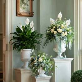 Peace Lily plant