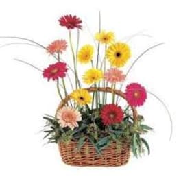Basket arrangement of colorful gerbera daisies