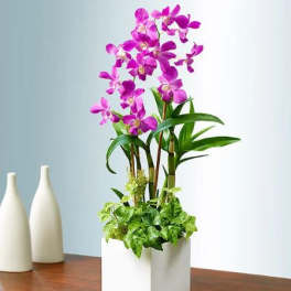 Dendrobium orchid and sweet bamboo