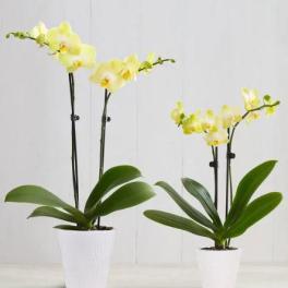two stem yellow Phalaenopsis Orchids