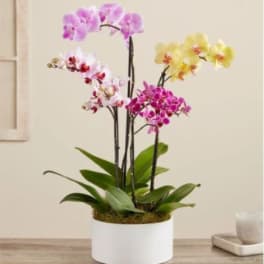 Colorful Orchid Garden