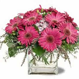 Gerbera Glory Flower