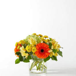 Autumn Sunshine Flower