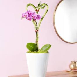 Sweetheart Bamboo and Orchid