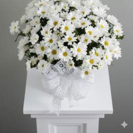 White Daisy Sympathy