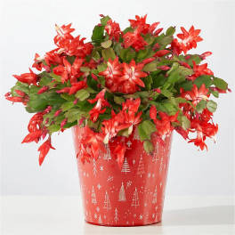 Blooming Christmas Cactus flower