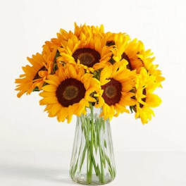 Sunflower Flower