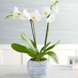 double white Orchid