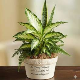 Beautiful Dish Garden plant