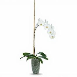 Potted orchid Plant