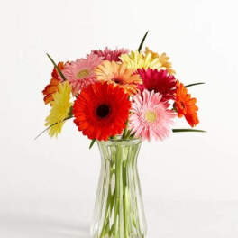 Happy Gerbera Daisies