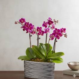 Violet Orchid