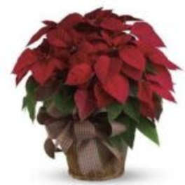 Red Poinsettia Plant