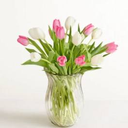 Sweet Spring Tulip Flower