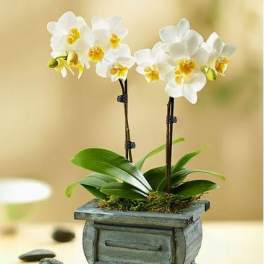 Rustic White Orchid Garden