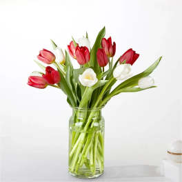 Candy Cane Tulips Flower