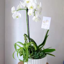 Orchid Garden