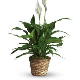 Potted peace lily with white blooms in a woven basket