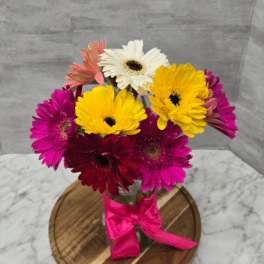 Gerbera Surprise