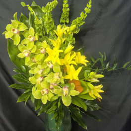 Cymbidium Orchid Breeze