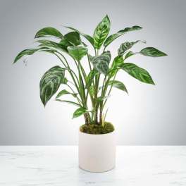 Potted variegated green houseplant in a white cylindrical planter