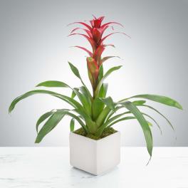 Tropical Bromeliad Plant