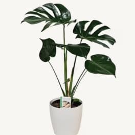 Monstera Deliciosa