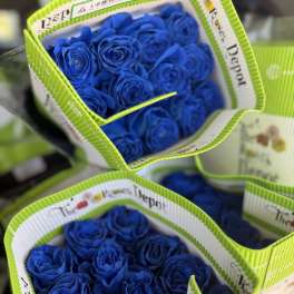 20 ROYAL BLUE ROSES PACK