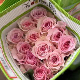 20 LIGHT PINK ROSES PACK