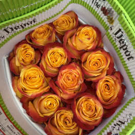 20 ORANGE BI-COLOR ROSES PACK