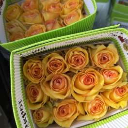 20 YELLOW ROSES PACK