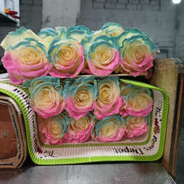 20 MARSHMALLOW ROSES PACK