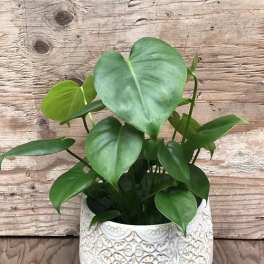 Potted green houseplant in a white patterned ceramic pot