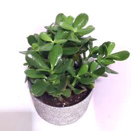 Potted jade plant in a patterned container