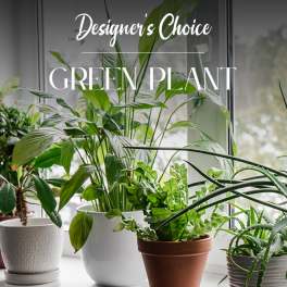 GREEN PLANT