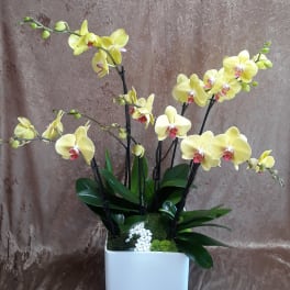 Yellow orchids in a white square planter