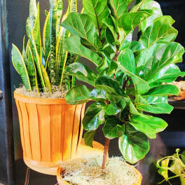 Two potted houseplants in wooden baskets, including a snake plant and a fiddle leaf fig