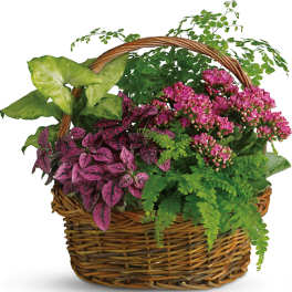 Basket of pink flowering plants and mixed green foliage