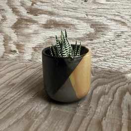 Small potted succulent in a geometric ceramic pot