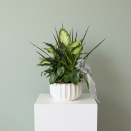 Ceramic Dish Garden ( Croton, Peace Lily, Philodendron and Dracaena Plants)